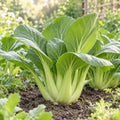 ZEshops 1000 Chinese Cabbage Seeds, Bok Choy for Leafy Vegetable Gardens by ZEshops