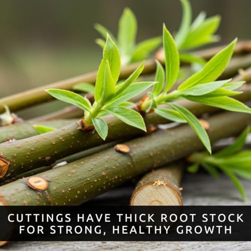 Hybrid Willow Tree Cuttings – Fast Growing Privacy & Shade Trees – Easy to Root Live Cuttings – Cold Hardy, High Yield Trees for Screens & Windbreak (25 Cuttings) - Image 5