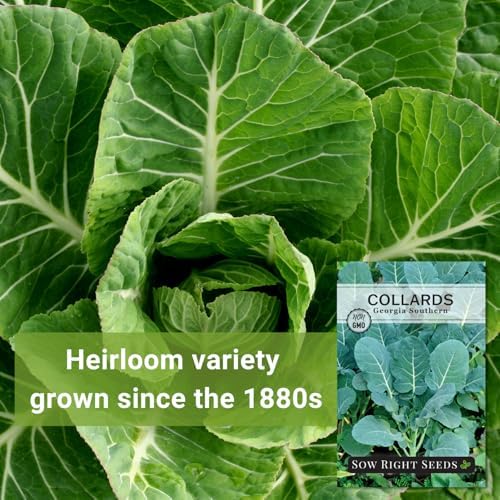 Sow Right Seeds - Georgia Southern Collard Green Seed for Planting Garden - Image 3