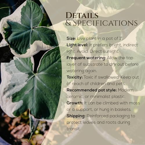 Alocasia Mickey Mouse (4 Pack) Live Plant,Rare Indoor Alocasia, Elephant Ear Houseplant,Unique Mickey Mouse Leaf Shape Plant,Tropical Houseplant Live, Starter Size Alocasia Plant for Indoor Home Decor - Image 3