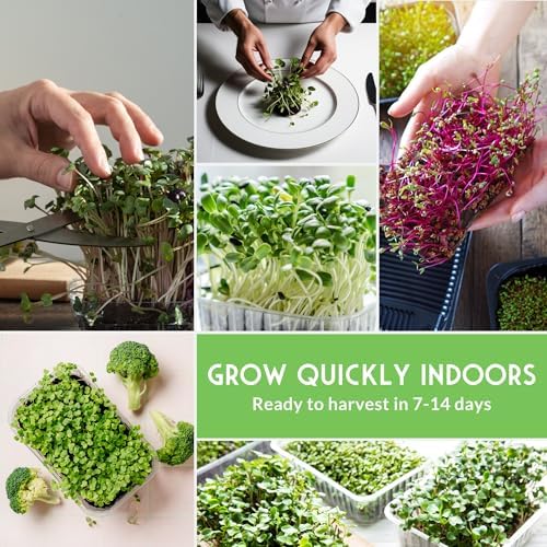 Microgreens Seeds Variety Pack – 15 Heirloom Sprouting Varieties - Image 5