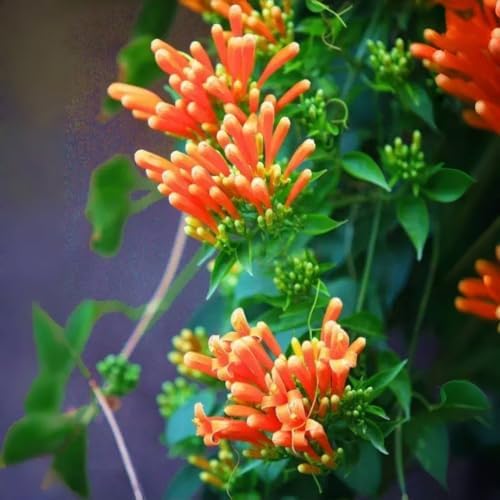 100 Count Pyrostegia Venusta Flower Seeds Firecracker Cigar Plant - Perennial Fast Climbing Vine, Long Flowering Season, Suitable for Home Gardens & Patios - Image 4