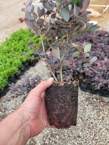 Cerise Charm™ Loropetalum (Chinese Fringe) - Live Plant - (1 QT) - Image 5