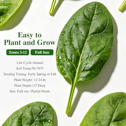 Groundio 350+ Bloomsdale Spinach Seeds, Heirloom Non-GMO, Slow Bolt Cold Hardy Leafy Greens for Home Garden Backyard Planting (Spinacia oleracea) - Image 3