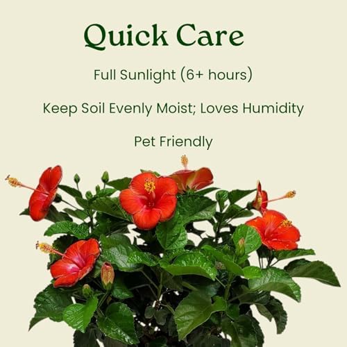 Hibiscus Plant Live - Hibiscus Bush - Red President - Overall Height 26" to 28" - Tropical Plants of Florida (Plant Only) - Image 6