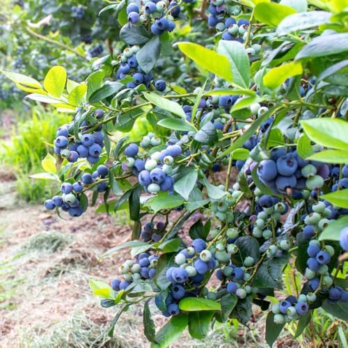 Northern Highbush Blueberry Live Plant, Blueberry Bushes, 4-7 Inch Tall - Image 2