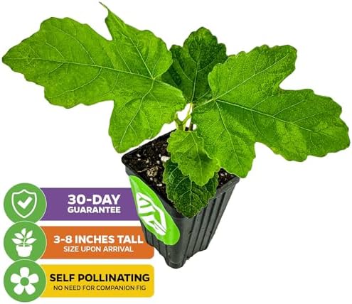 Lattarula Honey Fig (Italian Honey) Live Fig Plant - Ficus carica by Wellspring Gardens - Starter Plant for Your Garden and Patio - Grow Your Own Edible Fruit Tree - Image 2