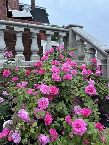 Thornless Climb Rose Plant - Climbing Pink/Magenta Rose Bush, Own Root Rose Plants for Planting Outdoors Safe for Kids - Image 2