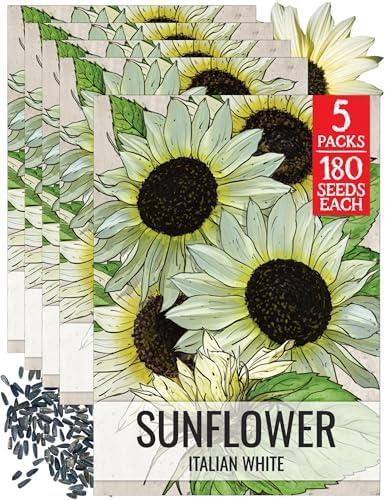 Seed Needs Italian White Sunflower Seeds to Plant Cut Flowers - 5 Packs by SeedNeeds