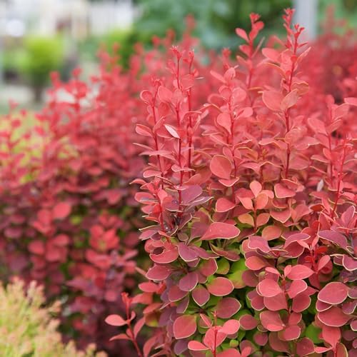 Southern Living 2 Gal. Orange Rocket Barberry Shrub - Image 3