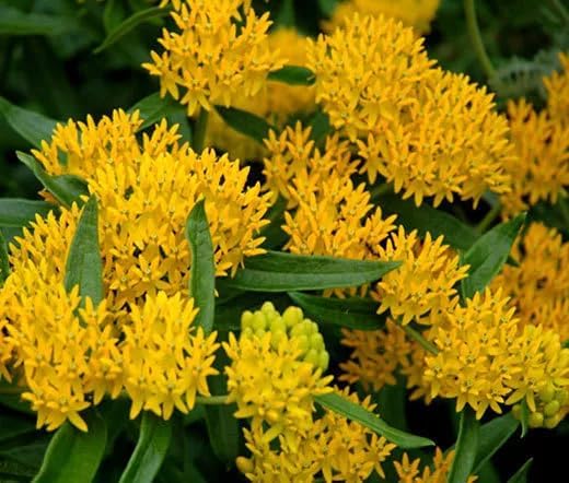 Yellow Milkweed (Asclepias curassavica), 2 Pack Live Plants, 5-9" Tall - Monarch Butterfly Host Plant, Bright Yellow Blooms, Hardy Zones 9-11, Indoor/Outdoor - Image 5