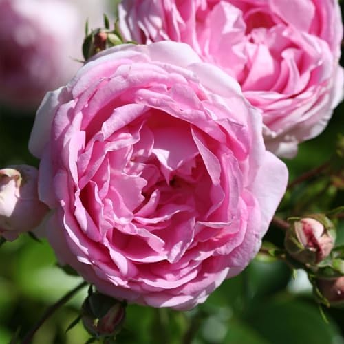 Heirloom Climbing Roses, Live Own Root Plant, Arborose® Jasmina by HeirloomRoses