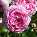 Heirloom Climbing Roses, Live Own Root Plant, Arborose® Jasmina by HeirloomRoses