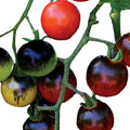 Park Seed Cherry Tomato Seeds, Pack of 10 by ParkSeed