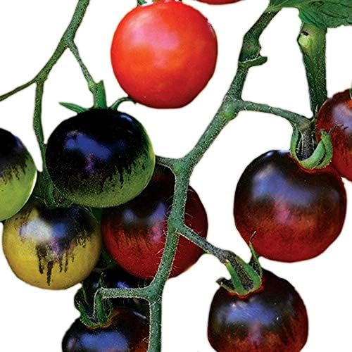 Park Seed Cherry Tomato Seeds, Pack of 10 by ParkSeed