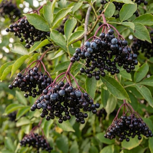 Black Elderberry Tree Live Plant, Berry Bush, 6-10 Inch Tall, Quart Pot - Image 3