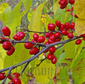 1 yo 4-8 inches Tall Northern Spicebush Plant (Lindera Benzoin) Bare Root by Unknown