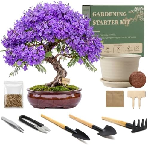 Bonsai Tree Starter Kit, Jacaranda Bonzai Kit, Indoor Bonsai Trees Plant Seeds with Drainage Design Pots, Gardening Gifts for Women, High-Value Plant Gifts by Adawook