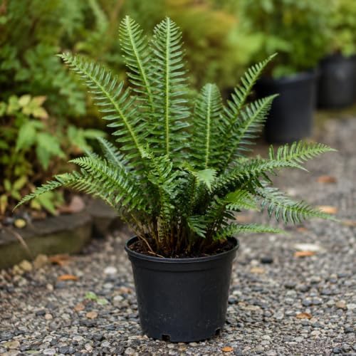 10 Christmas Fern Bare Root Live Plants (Polystichum acrostichoides) - Image 6