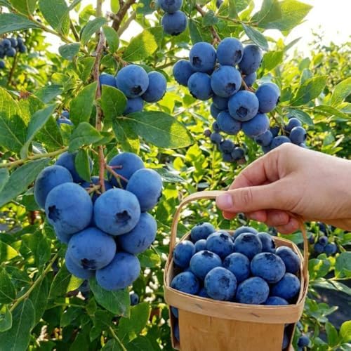 Sweet Blueberry Live Plant, Berry Seedling, 1-2 Ft Tall, Gallon Pot - Image 7