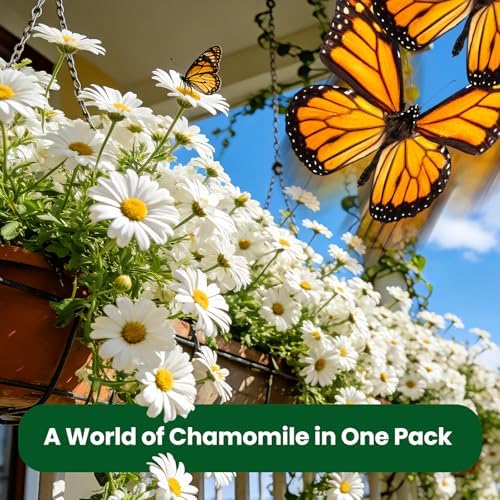 2300+ German Chamomile Seed Pack, Perennial Seeds for Planting, Herb Seed to Plant, Easy to Grow, High Germination, for Home Garden Indoor Outdoor - Image 3