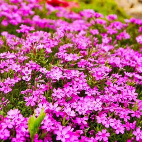 3 Pink Creeping Phlox Plants, Perennial Ground Cover 4-6 Inches - Image 2