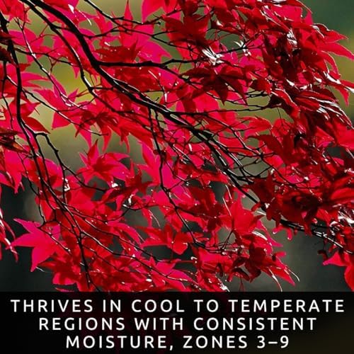 50+ Red Maple Seeds for Planting Outdoors - Heirloom Maple Tree Seeds (Acer rubrum) - Image 2