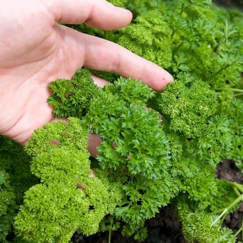 Seed Needs Curly Parsley Seeds to Plant an Herb Garden - 1 Pack - Image 6