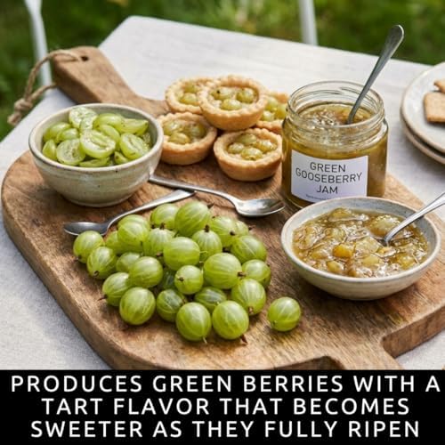 4 Gooseberry Bare Root Plants for Growing – 2 Green & 2 Red Fruit Bushes - Image 4