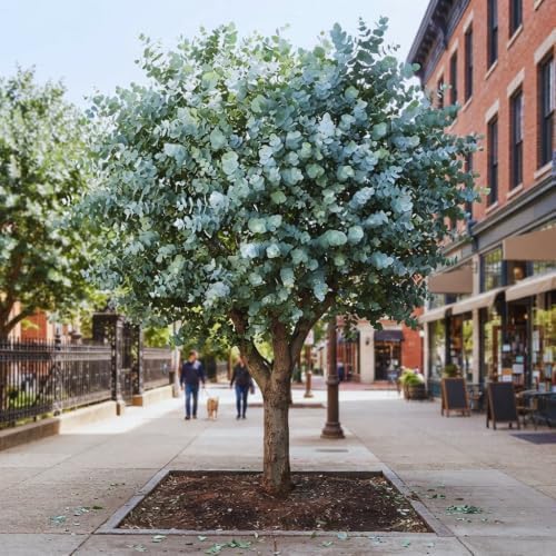 Silver Dollar Eucalyptus Plant Live, 10-16'', Ornamental Eucalyptus Tree - Image 4