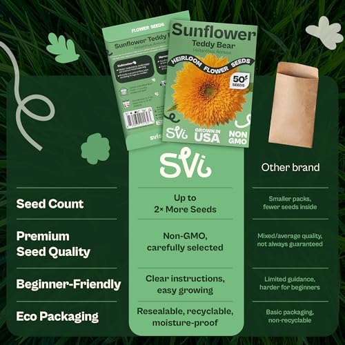 SVI 50 Teddy Bear Sunflower Seeds (Helianthus annuus) – Dwarf Teddy Bear Sunflower Seed Packets – Annual Cut Flower Seeds for Outdoor Garden & Indoor Garden, Containers, Patios, Flower Beds - Image 6
