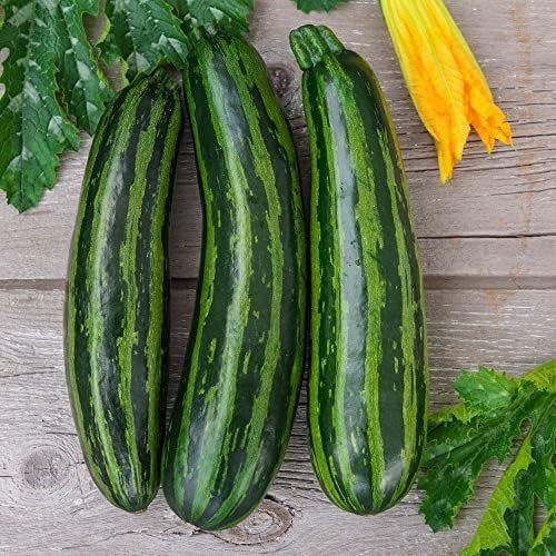 Seeds Cocozelle Zucchini - Heirloom Vegetable - GMO Free - Image 5