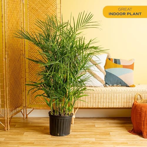 Costa Farms Bamboo Palm, Live Indoor Plant, Tropical Decor, Air Purifying - Image 2