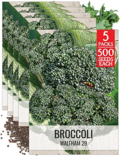 Seed Needs Waltham 29 Broccoli Seeds to Plant Heirloom & Non-GMO 5 Packs by SeedNeeds
