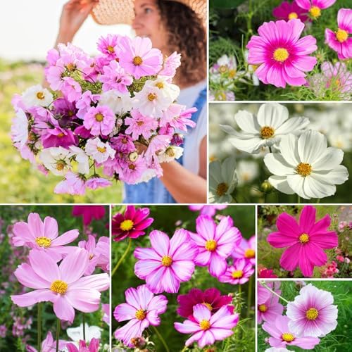 Groundio Cosmos Seeds Wildflower Mix 1 Oz, Over 3,000+, 4 Varieties Flowers Seeds for Planting (Radiance, Purity, Pinkie, Picotee), Open Pollinated Bulk - Image 6