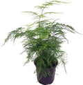 Fern Leaf Plumosus Asparagus Fern - 4" Pot - Easy to Grow - Great Houseplant by Unknown