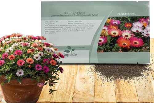 Outsidepride Mix Ice Plant Seeds - 10000 Pcs Perennial, Drought Tolerant Ground Cover Seeds for Planting Vibrant Trailing Blooms, Ideal for Sunny Gardens & Xeriscape Landscaping by Outsidepride