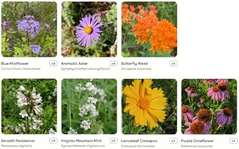 32 Live Outdoor Native Plants for Full Sun from My Home Park – Includes Aromatic Aster, Blue Mistflower, Lanceleaf Coreopsis, Mountain Mint & Purple Coneflower – Not Seeds – Easy to Grow Perennials - Image 3