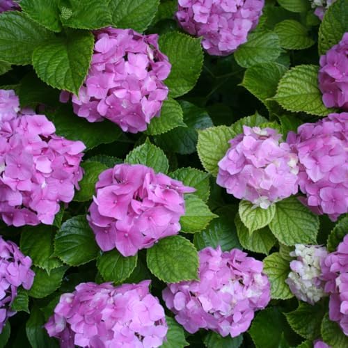 Pink Reblooming Hydrangea Live Plant, Flower Shrub, 2.5 Inch Pot - Image 4
