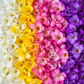 Freesia Mixed Colors Bulbs for Spring Planting - 10 Bulb Mix Pack - Large Healthy Bulbs - Great for Container or Outdoor Growing by CZGrain