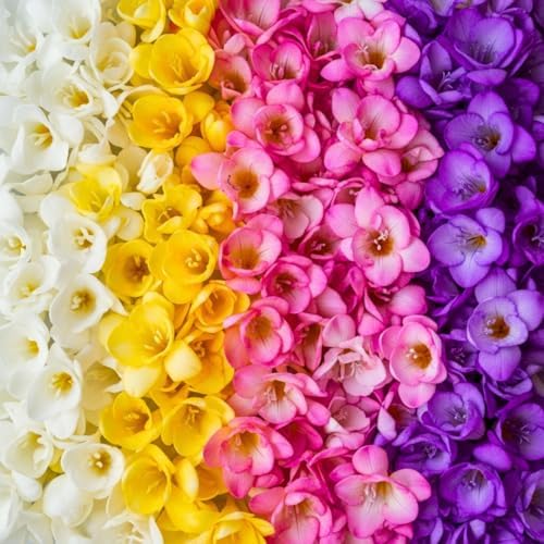 Freesia Mixed Colors Bulbs for Spring Planting - 10 Bulb Mix Pack - Large Healthy Bulbs - Great for Container or Outdoor Growing by CZGrain