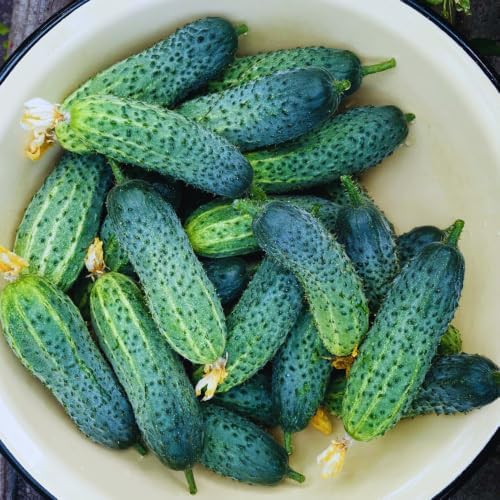 2 Cucumber Plants Live Outdoor, 4-7'' Long, Vine Vegetable Starter Plant - Image 6