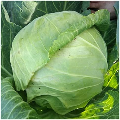 1 Lb Copenhagen Market Early Cabbage Seeds - Gold Vault by Everwilde+Farms