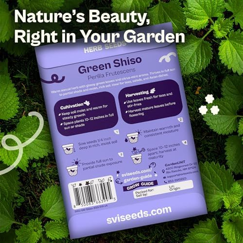 SVI 350 Green Shiso Seeds (Perilla frutescens) – Japanese Shiso Perilla Seed Packets, Aromatic Leaves – Japanese Heirloom Herb Seeds Outdoors & Indoor Herb Garden - Image 2