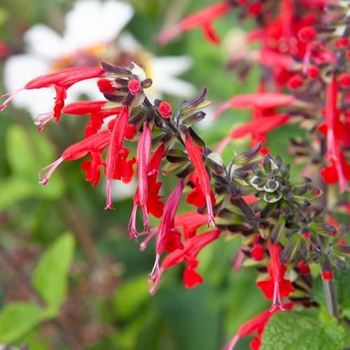 Seed Needs Scarlet Sage Seeds to Plant Perennial Red Salvia 10 Pack - Image 7