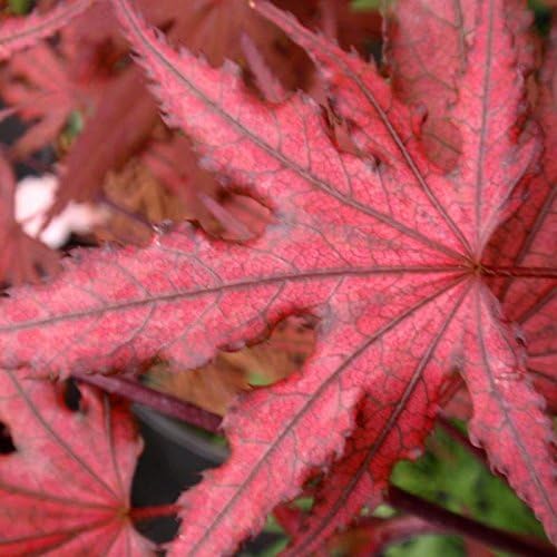 Purple Ghost Japanese Maple Live Tree – Acer palmatum ‘Purple Ghost’ – Rare Variegated Maple – Ornamental Landscape Tree – 3 Year Plant - Image 6