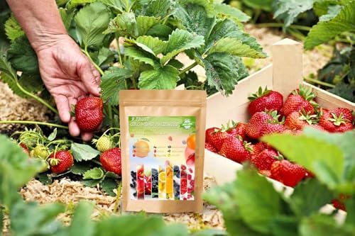 1200+ Mix Fruit Seeds Berry Seeds for Planting (9 Varieties) Heirloom Strawberry Raspberry Mulberry Apple Orange Blueberry Lemon Elderberry Cherry Seed for Home Garden - Image 3