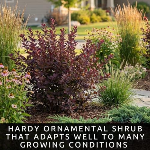 Purple Sand Cherry Live Plants - 3 Pack Bare Root Flowering Shrubs - Ornamental Prunus Cistena Bushes - Pink Spring Blooms & Purple Foliage - Hardy Landscape Privacy Plants (3 Saplings) - Image 3