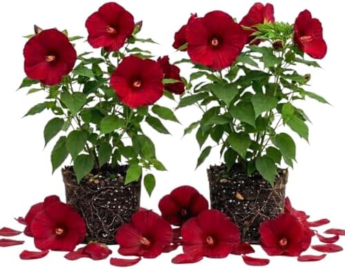 2 Red Hibiscus Flower Live Plants, Blooming Garden Shrub, 4-6 Inch Tall by UIOTER
