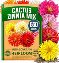 HOME GROWN Zinnia Cactus Mix 650 Flower Seeds Zinnia elegans by HOMEGROWN